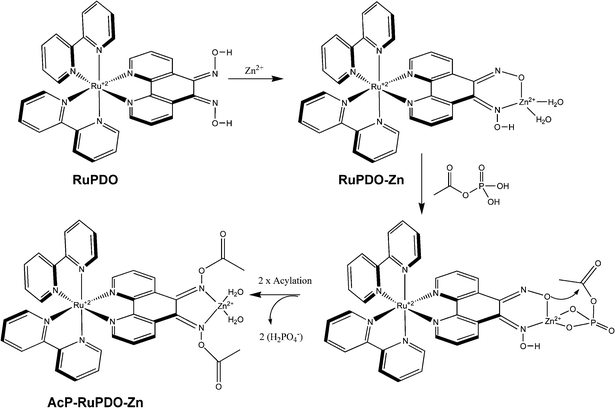 Reaction mechanism of RuPDO-Zn with AcP.