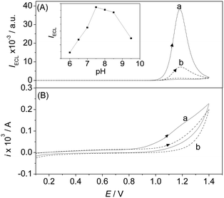 
            Cyclic voltammograms (B) and corresponding ECL signals (A) of [Ir(pq)2(bpy-sugar)]+ (a) and [Ru(bpy)3]2+ (b) at a Pt electrode in 0.15 M PBS (pH 7.5) containing 10 μM complex and 20 mM TPA. Scan rate: 0.1 V s−1. Inset: ECL peak intensity of [Ir(pq)2(bpy-sugar)]+ as a function of pH.