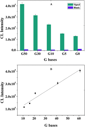 
            CL intensity vs. the number of G bases on the aptamer sequences. Experimental conditions: 30 μg MB, 500-fold dilution of anti-IgE, 30 μg of 130 nm PS-SA, 75 pmol of aptamer, 10 mM Mg2+ ions in PBS and 10 nM IgE. The detection procedure was carried out as described in the Experimental Section.