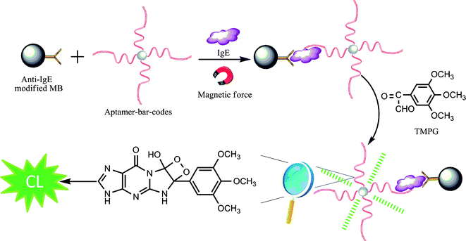 Schematic representation of the aptamer-barcode-based immunoassay for the instantaneous derivatization CL detection of IgE coupled to MB