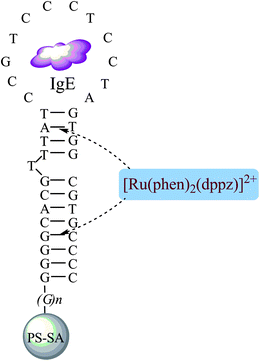 The proposed binding mode among IgE, anti-IgE aptamer and the PS-SA or [Ru(phen)2(dppz)]2+.