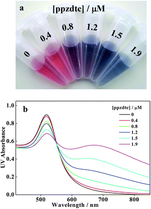 Photographic images (a) and UV-vis spectra (b) of AuNPs suspensions under different concentrations of ppzdtc ligand.