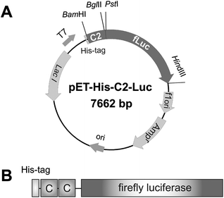 (A) The constructed plasmid, pET-His-C2-Luc. The fusion gene was under the control of T7 promoter. (B) Schematic illustration of the C2-Luc fusion protein. Two C3 domains (shown as C in this figure) were fused to the N-terminus of firefly luciferase. To aid purification of the recombinant protein, there is a His-tag at the N-terminus.