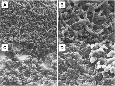 
            SEM image of the TESM before and after biosorption of Se(iv) and Se(vi): (A) TESM, 1000×; (B) TESM, 3000×; (C) TESM after adsorption of Se(iv), 3000×; (D) TESM after adsorption of Se(vi), 3000×. Preparation of (C) and (D) as in Fig. 2.