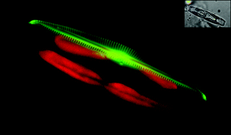 
            Fluorescent labelling of newly synthesized silica structure in a pennate diatom. Seminavis robustacells were grown in the presence of the fluorescent dye (HCK-123). After ca. 12 h, one valve of a dividing cell is labelled. Some details of the frustule (the central nodule, the raphe structure and the striae) can be clearly observed. In green the silica reporter, red the chloroplast auto-fluorescence, and the insert corresponds to the Nomarsky image.