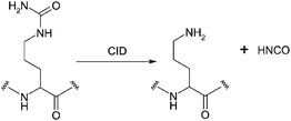 Collision induced dissociation of citrulline.