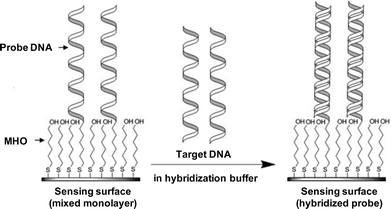 Depiction of the SPR sensing surface. The sensing surface consists of a mixed monolayer of hexanethiol-modified probe DNA oligonucleotide (probe DNA) and 6-mercapto-1-hexanol (MHO) chemisorbed on the gold surface of the SPR sensor through the sulfur of the thiol group. Upon target DNA exposure the hybridization of probe with target strands occurs resulting in a detectable change in the SPR signal.