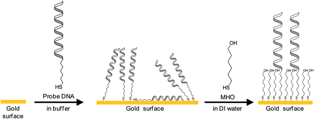 Depiction of the changes on the gold surface after each deposition step. Incubation of gold in the thiolated probe DNA solution coats the gold surface with a mixture of physisorbed and chemisorbed DNA. The CV and impedance results support the view that only after incubation in MHO solution are the probe oligonucleotides available for hybridization due to physisorption and random orientation prior to incubation in MHO solution.