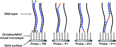 Hybridization of the target DNA strands (blue) to the probe strand (black) on the sensor surface. The mismatched base is shown in red. C6 tether and MHO refer to the hexanethiol tether of the DNA probe and 6-mercapto-1-hexanol, respectively. It is possible for the P11 strand to also bind to one probe DNA, resulting in the formation of a small bulge.