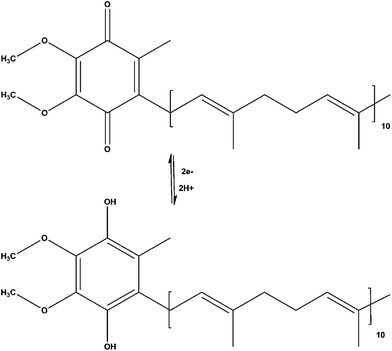 Mechanism of the electron-proton transfer of ubiquinone-10 and ubiquinol-10.