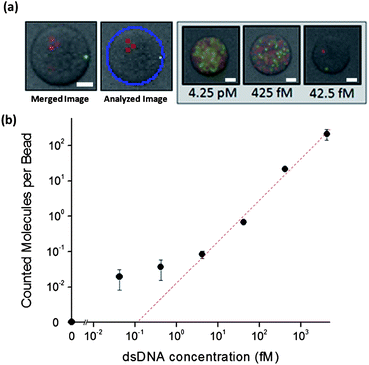 
            Detection of dsDNA targets. (a) A typical superposition of three images (bright field, FAM, Cy3) is shown. A software processed image of the same bead is shown in the middle. Superimposed images of beads at different target concentrations are shown on the right. (b) The counted amplified molecules per bead versus number of dsDNA targets shows a linear relationship (R2 = 0.996) above 4.25 fM. Error bars are ± s.d. (n = 6). Scale bar = 10 μm.