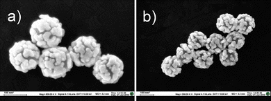 
            SEM images of the GNSs restrained by a) 50 μM and b) 200 μM L-apple acid.