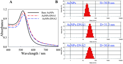 
          UV-visible
          absorption spectra (A) and size distribution (B) of AuNPs before and after DNA modification.