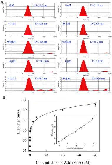 
          Detection of
          adenosine using DLS. (A) DLS analysis data of DNA-AuNP probes in the presence of different concentrations of adenosine (0 M, 8 nM, 40 nM, 80 nM, 0.4 μM, 0.8 μM, 4 μM, 8 μM, 40 μM and 80 μM). (B) The average diameters of AuNPs as determined from DLS measurement and plotted against the concentration of adenosine.