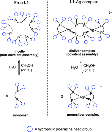 Schematic diagram to show the structures adopted by the free ligand and its silver complex change in response to the medium.