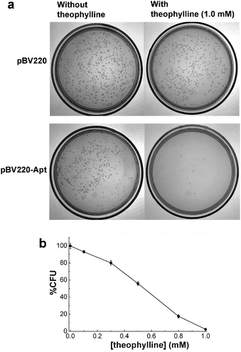 (a) The colony forming units (CFU) for E. coli on LB agar plate for pBV220 and riboswitchable pBV220-Apt in the absence or presence of 1.0 mM theophylline. [ampicillin] = 3.0 mg mL−1. (b) The percentage of colony forming units for E. coli harboring riboswitchable pBV220-3′ as a function of varying concentrations of theophylline. [ampicillin] = 3.0 mg mL−1. [theophylline] = 0–1.0 mM. The error bars represent the standard deviation of three measurements.