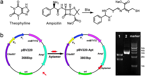 (a) Chemical structures of ampicillin and theophylline, and the hydrolytic reaction of ampicillin mediated by β-lactamase. (b) Construction map of pBV220-Apt containing the aptamer sequence and its electrophoretic analysis (Line 2) and restriction enzymes (AvrII and XhoI) cutting (Line 1).