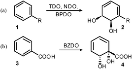 Regio- and stereoselectivity of dioxygenases.