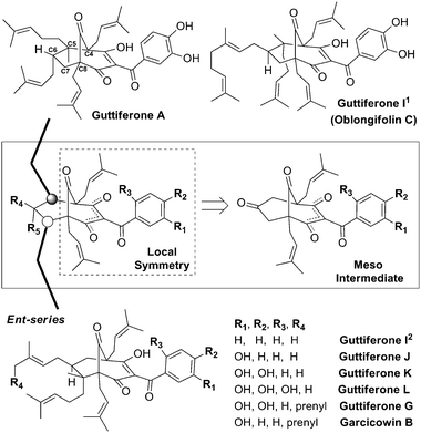 Guttiferones containing locally symmetrical bicyclic cores.