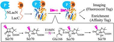 
          PCA using Lac-E166N. The catalytic mechanism of wild type β-lactamase and its hydrolysis-deficient mutant E166N is illustrated. P-prey protein; B-bait protein; T-tag.