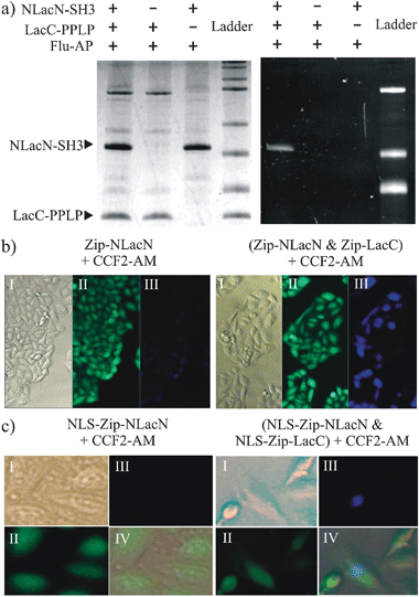 Lac-E166N as a PCA reporter in vitro and in vivo. (a) NLacN-SH3 and LacC-PPLP were incubated with Flu-AP either alone or in pair and analyzed by SDS-PAGE. Coomassie blue staining (left); Fluorescent imaging (right). (b) HeLa cells expressing Zip-NLacN alone (left) or both Zip-NLacN and Zip-LacC (right) were treated with CCF2-AM. (c) HeLa cells expressing NLS-Zip-NLacN alone (left) or both NLS-Zip-NLacN and NLS-Zip-LacC (right) were treated with CCF2-AM.The parentheses indicate both fragments were expressed by the same plasmid. I-DIC (differential interference contrast); II-green channel; III-blue channel; IV-overlay of I, II, and III.