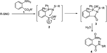 Reductive ligation of SNO.