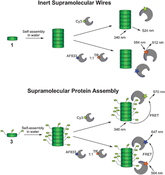 Discotic monomers decorated with ethylene glycols (1) self-assemble into inert supramolecular wires, devoid of interactions with proteins. Discotic monomer provided with biotin handles (3) assemble in columnar assemblies that induce peripheral protein assembly. Efficient supramolecular protein assembly is shown by energy transfer from the supramolecular platform to the proteins and in between the proteins.