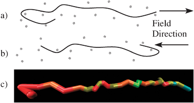 (a and b) Entangled DNA stretching about transient hairpins, formed on reversal of the field. (c) A simulated chain primitive path in a hairpin configuration. Colours represent the local stretch, with red being highly stretched through to light green being unstretched. The field is ε = 10, ωτe = 0.3. See also the ESI for a related movie.
