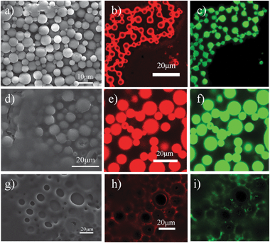 
          SEM images of microspheres or porous materials based upon the use of different organic solvents: (a) benzene, (d) toluene and (g) o-xylene after the removal of both oil and water at room temperature. Confocal images of dried samples: (b, c) core–shell type microspheres templating from benzene-in-water HIPEs; (e, f) microspheres templating from toluene-in-water HIPEs; (h, i) porous film templating from o-xylene-in-water HIPEs. Lasers with wavelengths 543 and 408 nm were used; fluorescent microgel particles, red; oil with dissolved perylene, green.