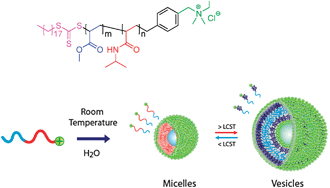 Recyclable thermally induced micelle–vesicle switching for a charged amphiphilic diblock copolymer, 3.