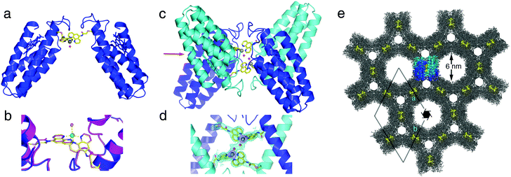 (a) Zn:MPBPhen22 crystal structure. The analogous Ni complex is isostructural with the Zn complex (rmsd = 0.293 Å over all Cα's). (b) Metal coordination environment in Zn (blue) and Ni (magenta) complexes. Zn and Ni centers are shown as green and yellow spheres, respectively. (c) Dimer of Zn:MPBPhen22 dimers in the asymmetric unit. (d) Metal coordination environments in the asymmetric unit of Zn:MPBPhen22 crystals, showing the proximity of the neighboring metal centers. The 2Fo − Fc map is contoured at 1.2σ. (e) Zn:MPBPhen22 crystal lattice viewed down the c-axis. The highlighted dimer of dimers is viewed along the direction indicated with a red arrow in (c). Phen groups are shown as yellow spheres to highlight the relative positions of metal centers in the lattice.