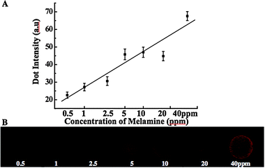 (A) Correlation curve between the fluorescence intensity and the amount of melamine (the error bar is a standard deviation and each point represents the mean value). (B) Fluorescence microscope image of the PDA microarray upon exposure to the various concentrations of melamine from 0.5 to 40 ppm after 30 min incubation at room temperature (excitation at 550 nm and a long-pass emission filter with 600 nm cutoff were used).