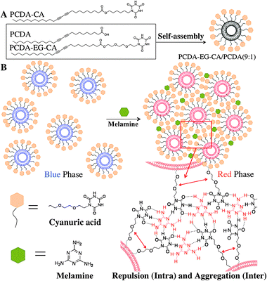 (A) Chemical structure of the investigated diacetylene monomers, PCDA, PCDA-CA and PCDA-EG-CA. (B) Schematic illustration of melamine and CA derived PDA liposome by intra/inter molecular hydrogen bond and resulting steric aggregation and repulsion.