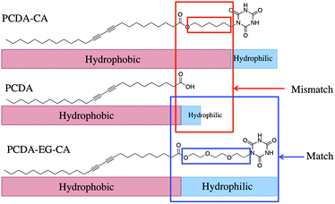 Schematic illustration of amphiphilic matching of PCDA, PCDA-CA and PCDA-EG-CA molecules.