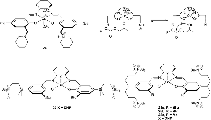 
            Cobalt salen complexes with cationic ‘arms’ and proposed mechanism for prevention of cyclic formation with 26 (top right).
