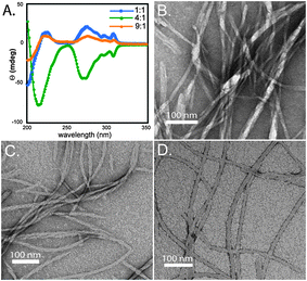 (A) CD spectra of Fmoc–F5–Phe–OH ∶ Fmoc–F5–Phe–PEG co-fibrils (1 ∶ 1, blue; 4 ∶ 1, green; 9 ∶ 1, orange). (B) TEM image of fibrils observed in 1 ∶ 1 Fmoc–F5–Phe–OH ∶ Fmoc–F5–Phe–PEG mixture. (C) TEM image of fibrils observed in 4 ∶ 1 Fmoc–F5–Phe–OH ∶ Fmoc–F5–Phe–PEG mixture. (D) TEM image of fibrils observed in 9 ∶ 1 Fmoc–F5–Phe–OH ∶ Fmoc–F5–Phe–PEG mixture.