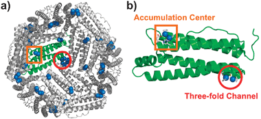 Crystal structure of Pd(allyl)·apo-rHLFr: (a) interior surface of 24-mer and (b) the subunit structure. The Pd atoms and the ligands are shown as sphere and tube models, respectively.