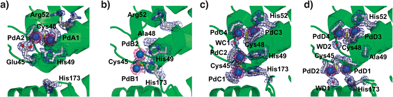 The accumulation centers of Pd(allyl)·apo-rHLFr (a), Pd(allyl)·apo-E45C/C48A-rHLFr (b), Pd(allyl)·apo-E45C/R52H-rHLFr (c), and Pd(allyl)·apo-E45C/H49A/R52H-rHLFr (d). The Pd atoms are indicated as sphere models colored with cyan. The O atoms of water molecules are shown as red spheres. The anomalous difference Fourier maps at 4.0σ as shown in magenta indicate the positions of palladium atoms. The selected 2|Fo| − |Fc| electron density maps at 1.0σ are shown in blue.