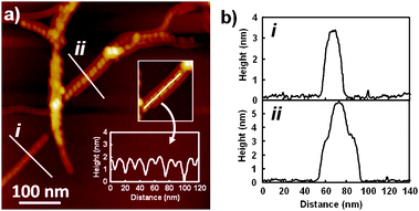 (a) AFM height images of nanostructures formed by 1 (c = 1 × 10−4 M) in MCH. For the sample preparation, see ESI. Inset is a height analysis along the helical ribbon (ii). (b) Cross-sectional analysis across the fibers (i) and (ii) in (a).