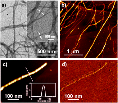 (a) TEM and (b) AFM height images of nanostructures formed by 1·BMx (c = 1 × 10−4 M) in MCH. Inset in (a) is a magnified image and arrows indicate the smallest-width fibers. (c) Magnified AFM height and (d) phase images of a smallest-width fiber. Inset in (c) shows cross-sectional analysis along the white line in the simultaneously obtained height images.