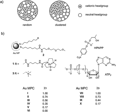 (a) Schematic representation of a mixed SAM in which the thiols are either randomly distributed or clustered in homodomains. (b) Mixed SAM composition of Au MPCs I–X. The synthesis and characterization of Au MPCs I–VI has been reported elsewhere,11 whereas the synthesis and preparation of Au MPCs VII–X is described in the ESI.