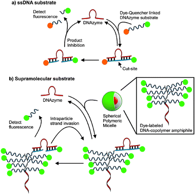 The design of supramolecular substrates capable of multiple turnovers compared to single-stranded DNA (ssDNA) substrates. Active DNAzymes recognize fluorogenic substrates and catalyze strand cleavage at RNA bases. (a) ssDNA substrates are typically modified with fluorophore and quencher pairs for activationvia sequence selective cleavage. (b) The DNA–nanoparticle micelles formed via the assembly of DNA–brush copolymer surfactants. Dye-labelled DNA strands within the particles are recognized and cleaved by a DNAzyme enabling detection of fluorescence.