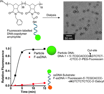 Structure of supramolecular substrate micelles and turnover of supramolecular fluorogenic substrate particle vs. single-stranded fluorescent substrate (F-ssDNA). TEM data indicate 20 nm particles assembled from the DNA–brush copolymer. PEG = polyethylene glycol incorporated viaphosphoramidite chemistry, see ESI for structural details. Conditions: particle DNA (1 μM), F-ssDNA (1 μM), DNAzyme (5 nM). Buffer: Tris (20 mM, pH 7.4), MgCl2 (50 mM), room temp. DNAzyme utilized in these studies has sequence; DNAzyme-1: 5′-GGAGAGAGATCCGAGCCGGTCGAAGGGTGCGA-3′.