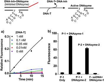Selective and sensitive DNAzyme catalyzed DNA–shell truncation. Inhibited DNAzyme-1 (duplex: DNAzyme-1·DNA-Inh) is treated with target strand (DNA-T) over a range of concentrations causing displacement of DNAzyme-1 and formation of a new duplex, DNA-T·DNA-Inh. Activated DNAzyme-1 binds to and cleaves the particle shell releasing fluorescein-labelled ssDNA. (a) DNAzyme-1 triggering by target DNA (DNA-T). (b) Selectivity of DNAzyme catalyzed reactions; fluorescence measurements taken 5 minutes following addition of respective DNAzymes. Columns left to right: (1) signal from P-1 without DNAzyme. (2) P-1 mixed with DNAzyme-1. (3) P-1 mixed with DNAzyme-2. (4) P-2 (from copolymer with sequence, DNA-2) mixed with DNAzyme-2. (5) F-ssDNA mixed with DNAzyme-1. Conditions: particle DNA (1 μM), DNAzyme (5 nM). DNA-Inh (5 nM). Buffer: Tris (20 mM, pH 7.4), MgCl2 (50 mM), room temp. DNAzyme-2: 5′-AACACACACTCCGAGCCGGTCGAAAGCTTTCTGAT-3′. DNA-2: 5′-ATCAGAAAGCTrAGGTGTGTGTT-3′-PEG-Fluorescein.