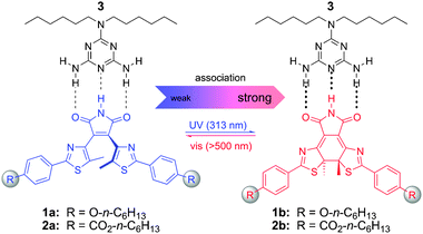 Photoswitchable triple hydrogen-bonding motif: reversible photochemical ring-closure (opening) leads to an enhanced (diminished) binding of the central ADA imide moiety in 1b/2b (1a/2a) to a complementary DAD melamine receptor 3.