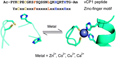 The vCP1 peptide. Sequence, design criteria and proposed equilibrium in the presence of divalent metal ions. The sequences show key cysteine and histidine residues in yellow and blue, respectively. The residues shown in orange form a small hydrophobic core. The schematic shows the proposed rearrangement of a zinc finger when the two cysteine (sulfhydryl groups in yellow) and two histidine residues (imidazole nitrogen atoms in blue) coordinate a divalent metal ion (grey).1 Adapted from PDB entries 1Z60 and 2DRP.