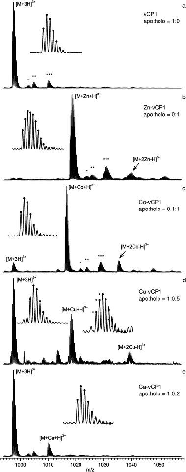 nESI mass spectra of the +3 charge state of vCP1. For (a) the apo state, and with: (b) Zn2+, (c) Co2+, (d) Cu2+ and (e) Ca2+. Ratios of apo to holo form were calculated from the intensities of the mono-isotopic peaks. Insets show the resolved isotopic clusters for the free and bound states along with theoretical fitting (●). Isotopic cluster analysis indicated that 99% of the peptide is reduced, except in the case of Cu2+. Conditions: 20 μM peptide; 10 mM ammonium acetate; 5% isopropanol; pH 6.8; 200 μM TCEP; 100 μM metal acetate salts.