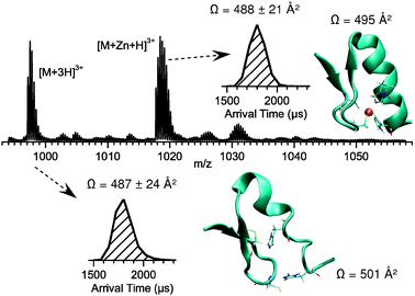 nESI mass spectra of the +3 charge state of the 1 : 1 Zn : vCP1 species. Conditions are as for Fig. 3. Insets show the ATDs of apo and holo-vCP1, and representative MD structures, along with collision cross sections obtained experimentally and from the MD simulations.