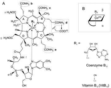 Schematic view of adenosyl cobalamin (AdoCbl) and the VitB12 acid derivatives used in this study. (A) Each acid derivative carries one single modified sidechain at positions b, c, d or e with a carboxylic acid replacing the amide group (sketched at sidechain d). (B) Scheme of AdoCbl: sidechains b, d and e point towards the lower α-side of the corrin, sidechain c is positioned on the upper β-side.