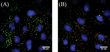 
          Fluorescence images of NPs (green) and serum proteins (red) bound to BS-C-1 cells after a 10 min incubation at room temperature. Colocalized signals appear yellow. Nuclei are stained with DAPI (blue). (A) FBS–NPs. (B) BSA–NPs. Unmerged images are shown in Fig. S4 (ESI).